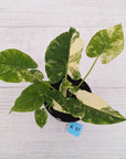 Alocasia Odora 'California Albo'