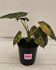 Alocasia ‘wentii’ Variegated - SALE