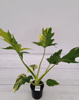 Philodendron warscewiczii Gold Variegata