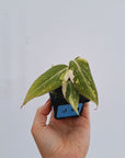 Philodendron gloriosum variegata