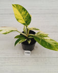 Philodendron imperial green variegata - SALE