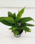Spathiphyllum Variegated