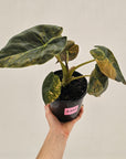 Alocasia ‘wentii’ Variegated - SALE