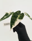 Alocasia Amazonica bambino Variegata - Bare Bottom Baby