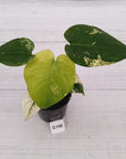 Monstera Deliciosa 'Mint'
