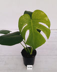 Monstera Deliciosa 'Mint'