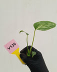 Monstera Deliciosa 'Bulbasaur - Bare Bottom Baby