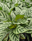 Calathea concinna Freddy