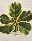 Ficus lyrata Variegata