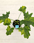 Philodendron bipinnatifidum variegata - SALE