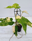 Philodendron domesticum variegata