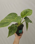 Philodendron giganteum Blizzard - SALE