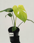 Monstera Deliciosa 'Mint'