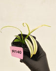 Epipremnum amplissimum variegata 'Albo'