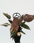 Philodendron 'Pink Princess Galaxy Marble' Sport - Perfectly Imperfect