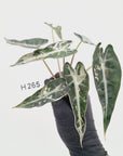 Alocasia Amazonica bambino Variegata - Bare Bottom Baby - SALE