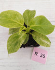 Philodendron giganteum Blizzard - SALE
