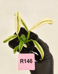 Epipremnum amplissimum variegata 'Albo'
