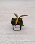 Philodendron 'Orange Princess'