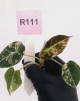 Alocasia reginula 'Black Velvet variegata' - Bare Bottom Baby