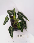Alocasia Amazonica bambino Variegata - Bare Bottom Baby