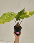 Alocasia Portora Variegata - SALE