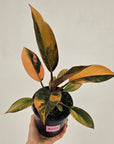 Philodendron 'Rojo Congo Variegated' 125mm - SALE