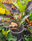 Codiaeum variegatum Croton Wilma