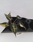 Alocasia Amazonica bambino Variegata - Bare Bottom Baby - SALE