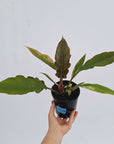 Philodendron serratum Caramel Marble