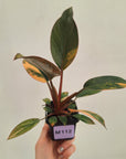 Philodendron 'Rojo Congo Variegated' 70mm