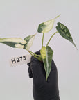 Alocasia Amazonica bambino Variegata - Bare Bottom Baby - SALE