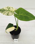 Monstera Deliciosa 'Mint'