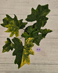 Philodendron bipinnatifidum variegata - SALE