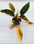 Philodendron 'Rojo Congo Variegated'