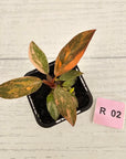 Philodendron 'Orange Princess' 70mm