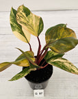 Philodendron erubescens Strawberry Shake - SALE