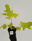Philodendron warscewiczii Gold Variegata