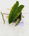 Philodendron billietiae Variegata