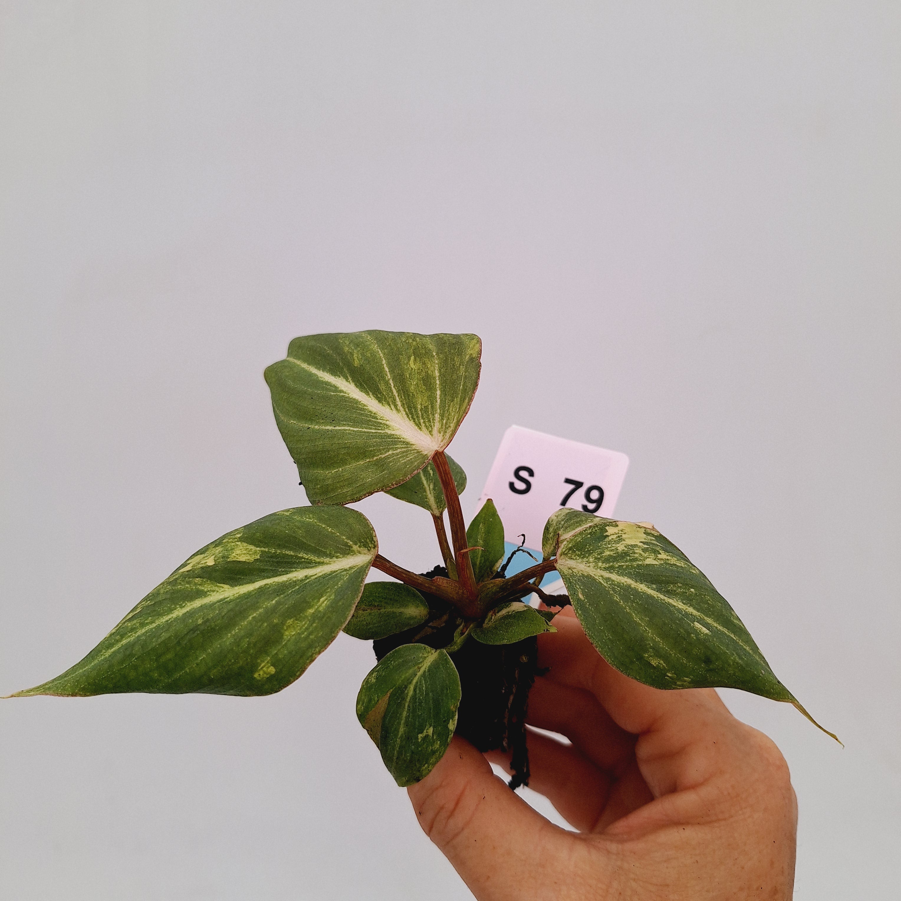 Philodendron gloriosum  variegata - Bare Bottom Baby