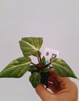 Philodendron gloriosum  variegata - Bare Bottom Baby