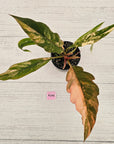 Philodendron serratum 'Caramel Marble' -flash sale