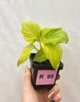Homalomena rubescens Golden Hibiscus’ SALE