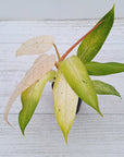 Philodendron 'Whipple Way'