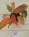 Philodendron 'Orange Princess' Sport