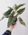 Alocasia ‘Simpo Albo’ Variegata - SALE