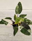 Philodendron 'Pink Princess Galaxy Marble' Sport