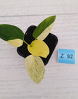 Homalomena sulcata ‘Cream Frost’ - SALE