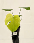 Monstera Deliciosa 'Mint'
