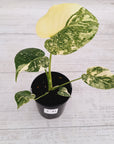 Monstera deliciosa Thai Constellation Sports